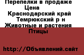 Перепелки в продаже › Цена ­ 150 - Краснодарский край, Темрюкский р-н Животные и растения » Птицы   